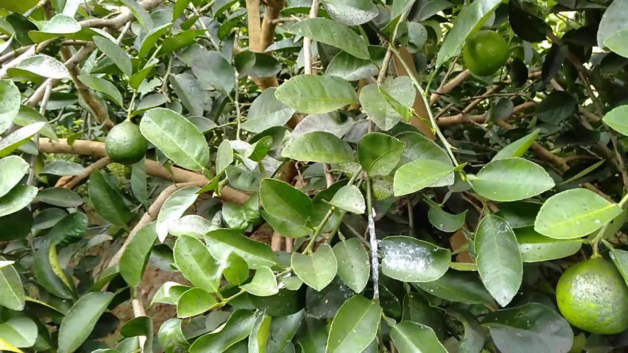 70 juta dalam satu musim buah.jeruk pecel Banyuwangi.