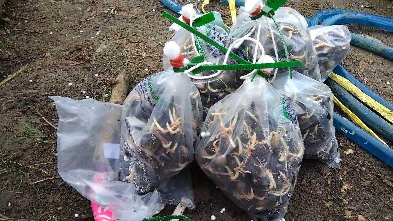 MODUS BARU PENIPUAN BIBIT PPKS PALSU !! KASIAN BANYAK PETANI YANG KENA TIPU