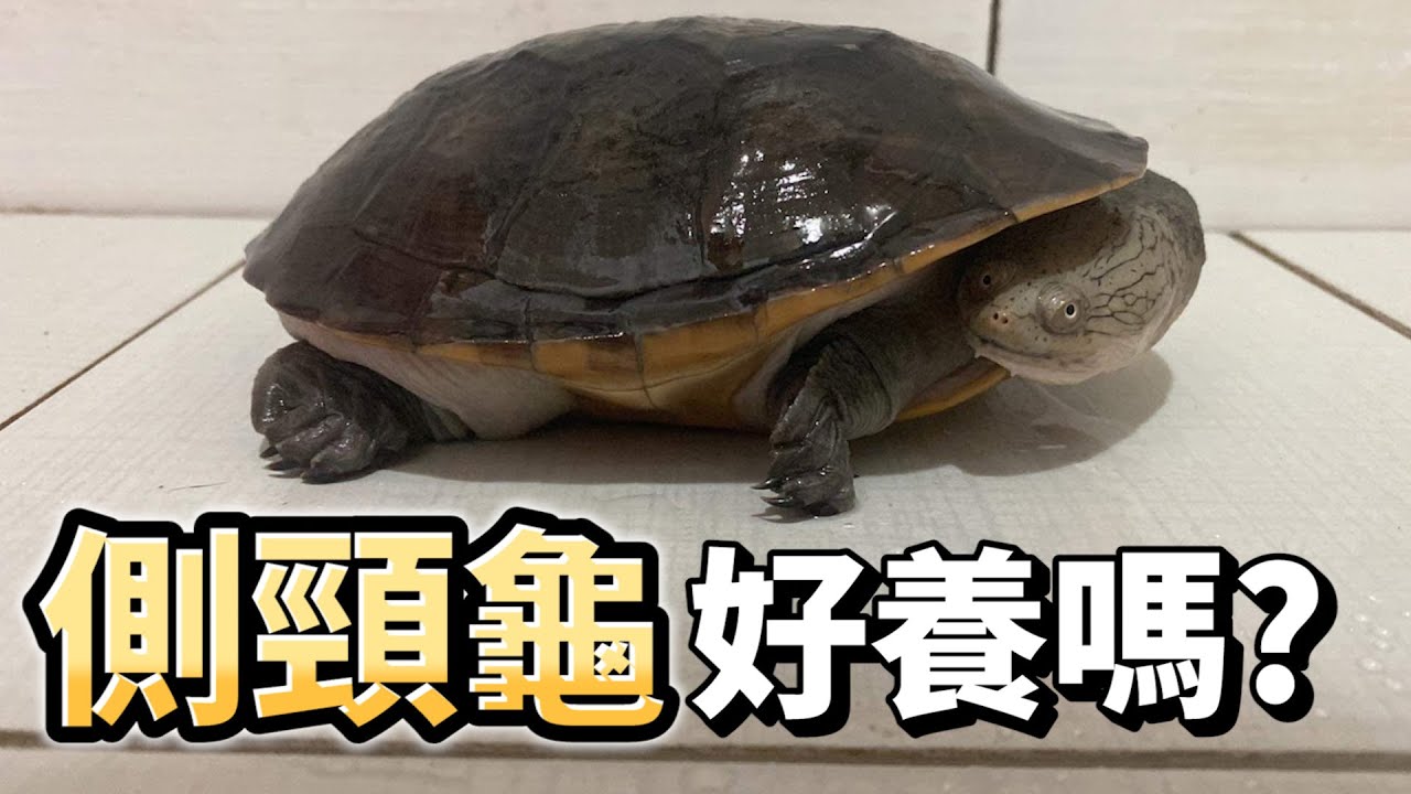 養烏龜｜超特別的「側頸龜」是什麼？該怎麼養呢？🐢側頸龜飼養介紹{爬蟲品種介紹EP.3}#養烏龜#側頸龜