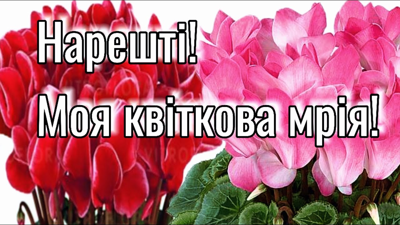Моя квіткова мрія здійснилася!👍🌺🌿