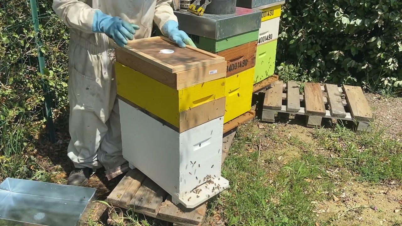 Nos amis les abeilles. Visite de leurs maisons
