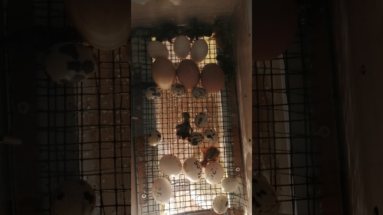 El yapımı kulu&ccedil;ka makinesi