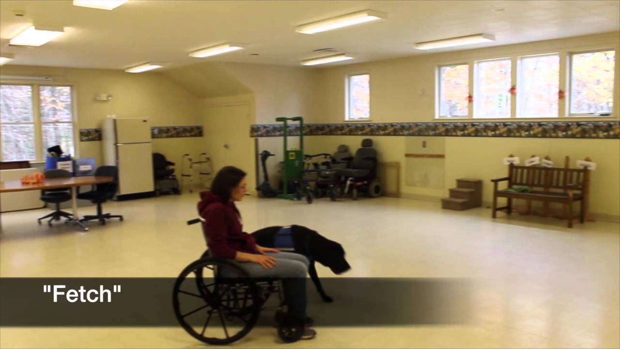 A Day in the Life of a NEADS Service Dog