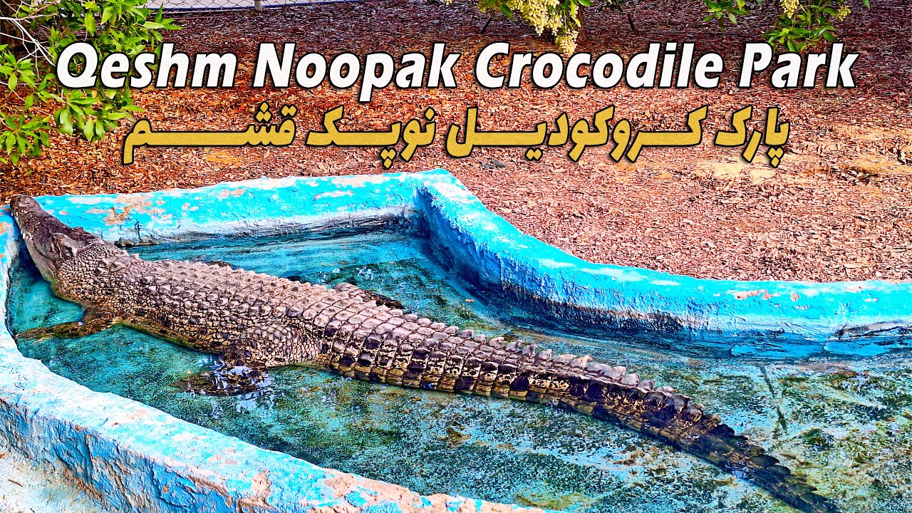 Qeshm Noopak Crocodile Park: A Thrilling Wildlife Experience in Hormozgan, Iran 2025 پارک کروکودیل
