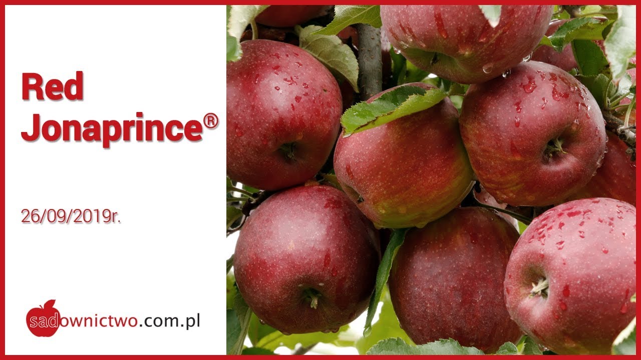 Red Jonaprince - 2019r. - [odmiany jabłoni / apple variety]