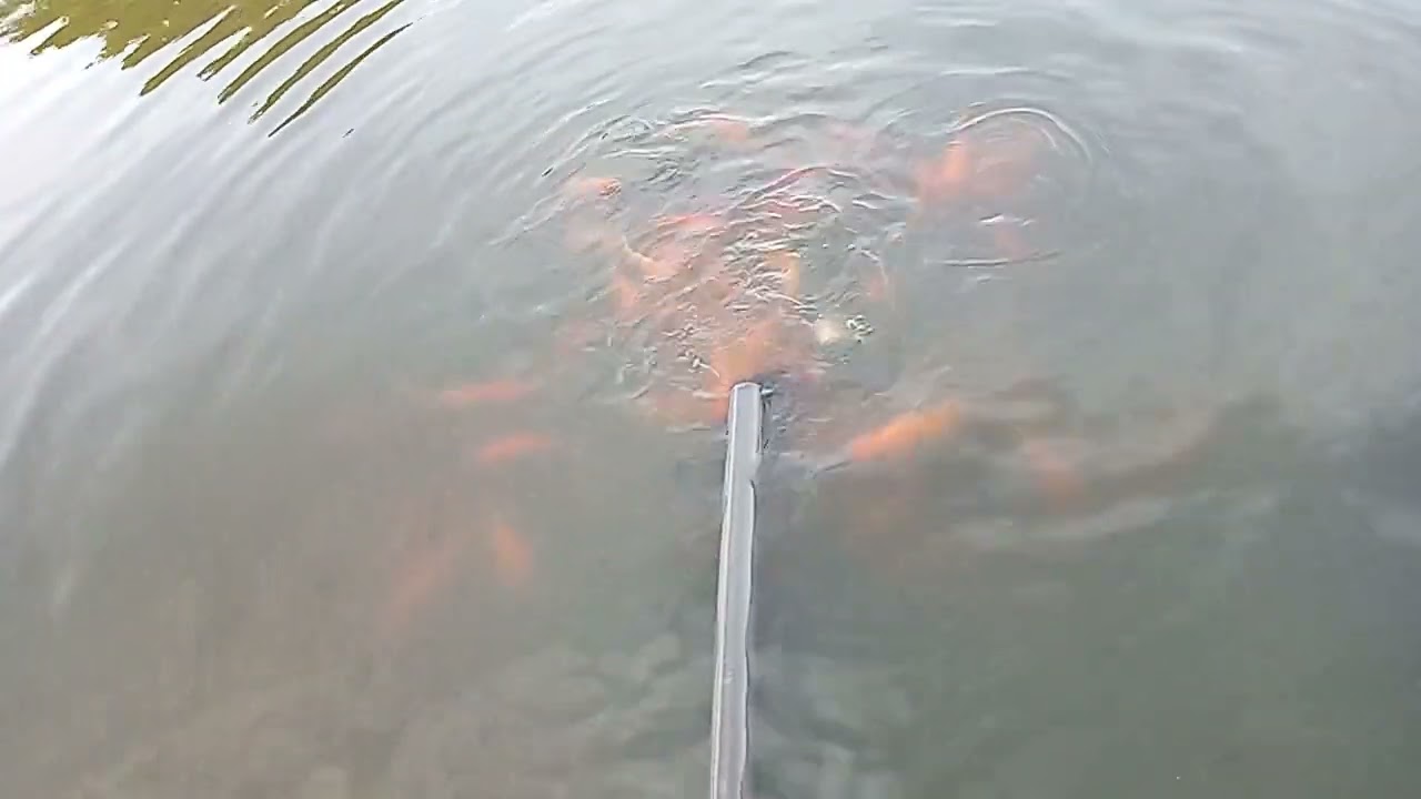 Pemancingan Ikan Mas(Tombro)📍Nataan Turi Lamongan 