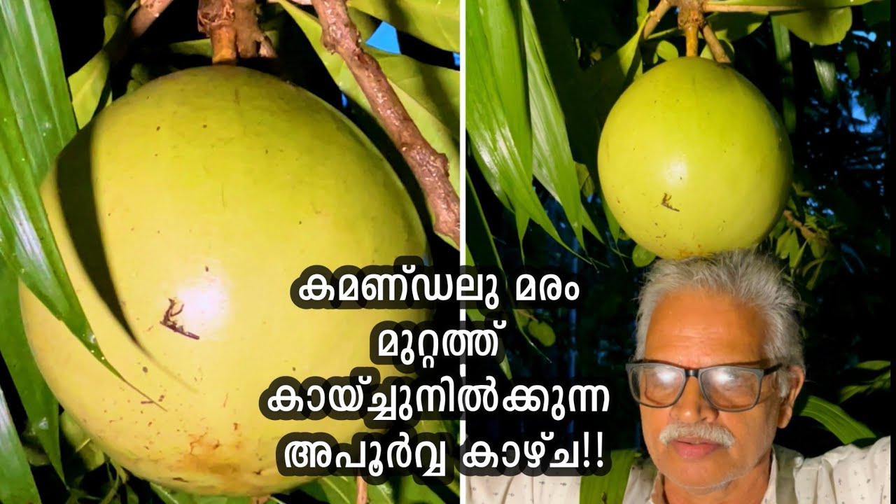 കമണ്ഡലു മരം കായ്ച്ചു നിൽക്കുന്ന അപൂർവ്വ കാഴ്ച 😱 Kamandalu Tree | Calabash the miracle fruit