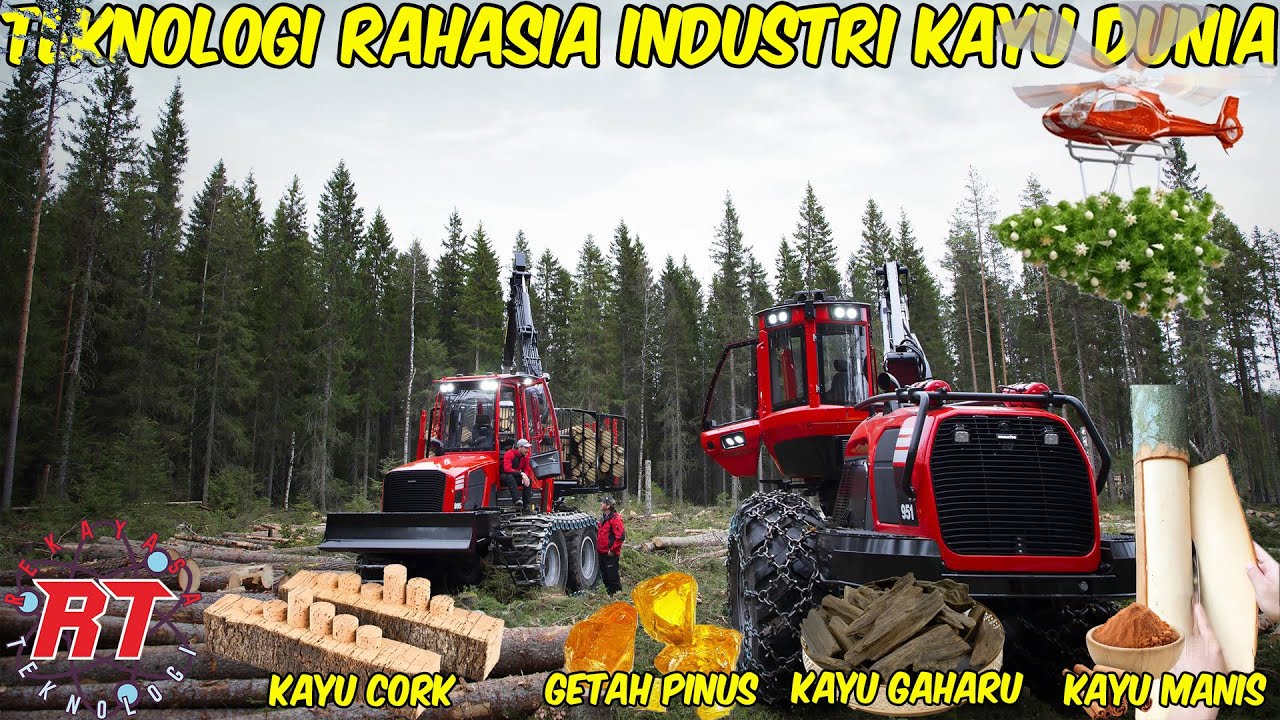 TEKNOLOGI CANGGIH DI BALIK PERKEBUNAN KAYU MODERN | DARI POHON GAHARU HINGGA PINUS NATAL