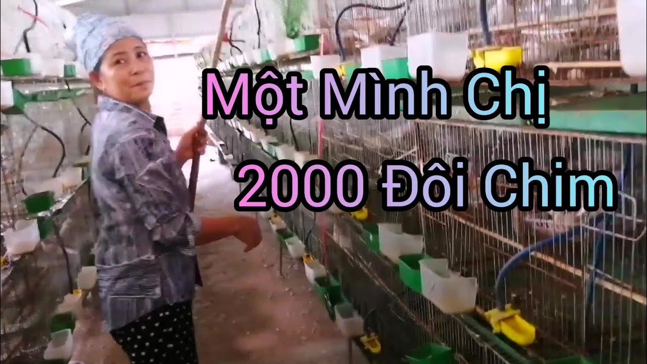 Một Mình Chị Nuôi 2000 Cặp Chim Cu Gáy Sinh Sản Rất Đơn Giản