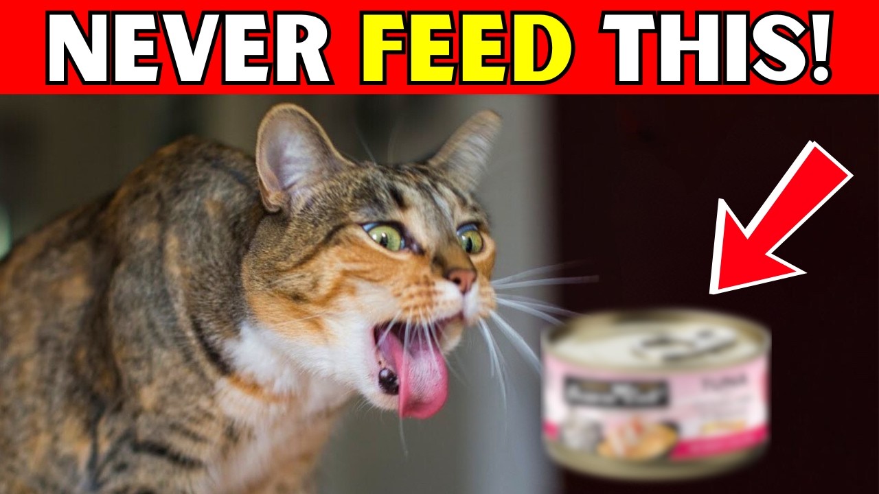 12 Human Food That Your Cat Should NEVER Eat!