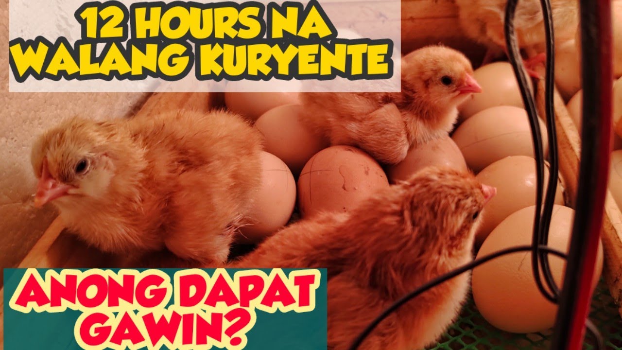 12 HOURS WALANG POWER KUMUSTA KAYA ANG ATING MGA NAKA SALANG NA ITLOG SA INCUBATOR? | INCUBATOR
