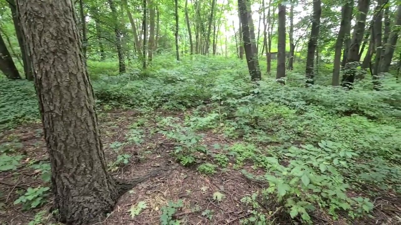 Cmentarz żydowski w Przyrowie | Jewish cemetery in Przyrów