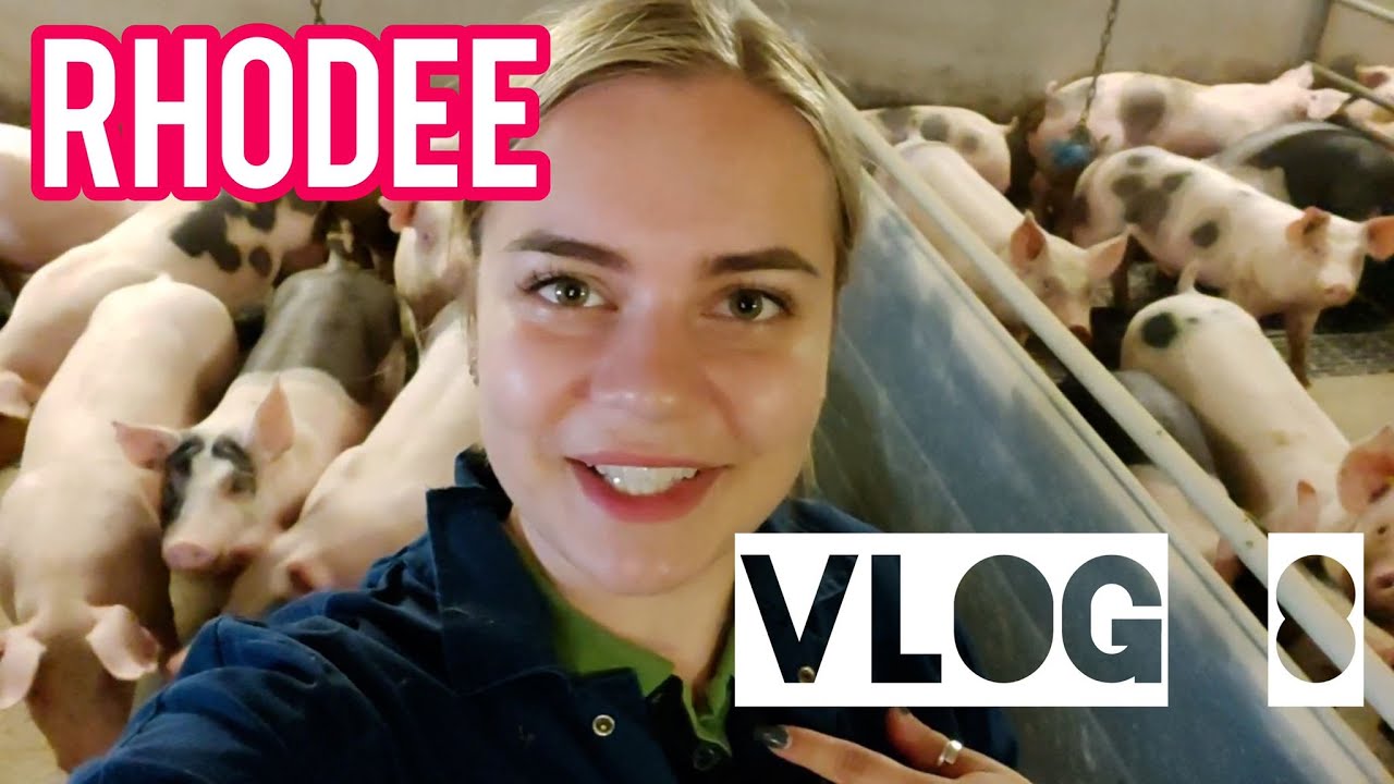 VLOG #8 Rhodee - Mee met het controleren van de vleesvarkens