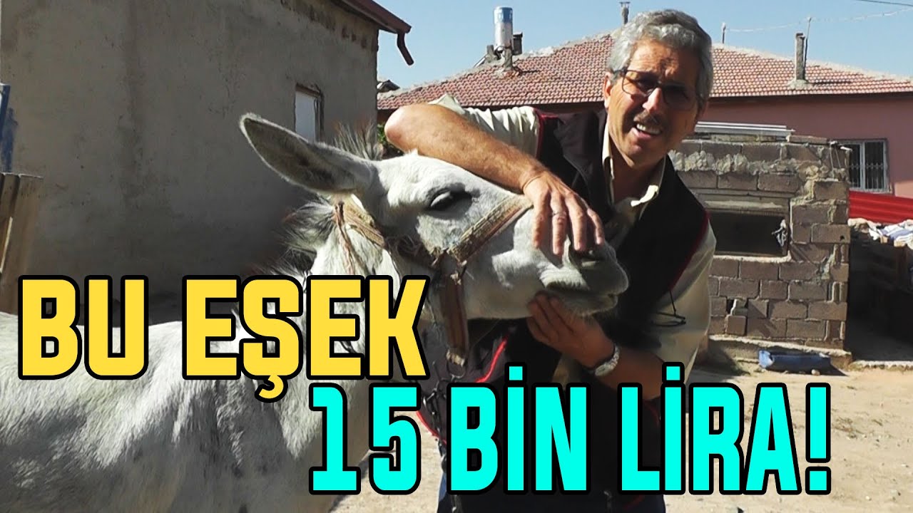 Bu Eşek 15 BİN LİRA!