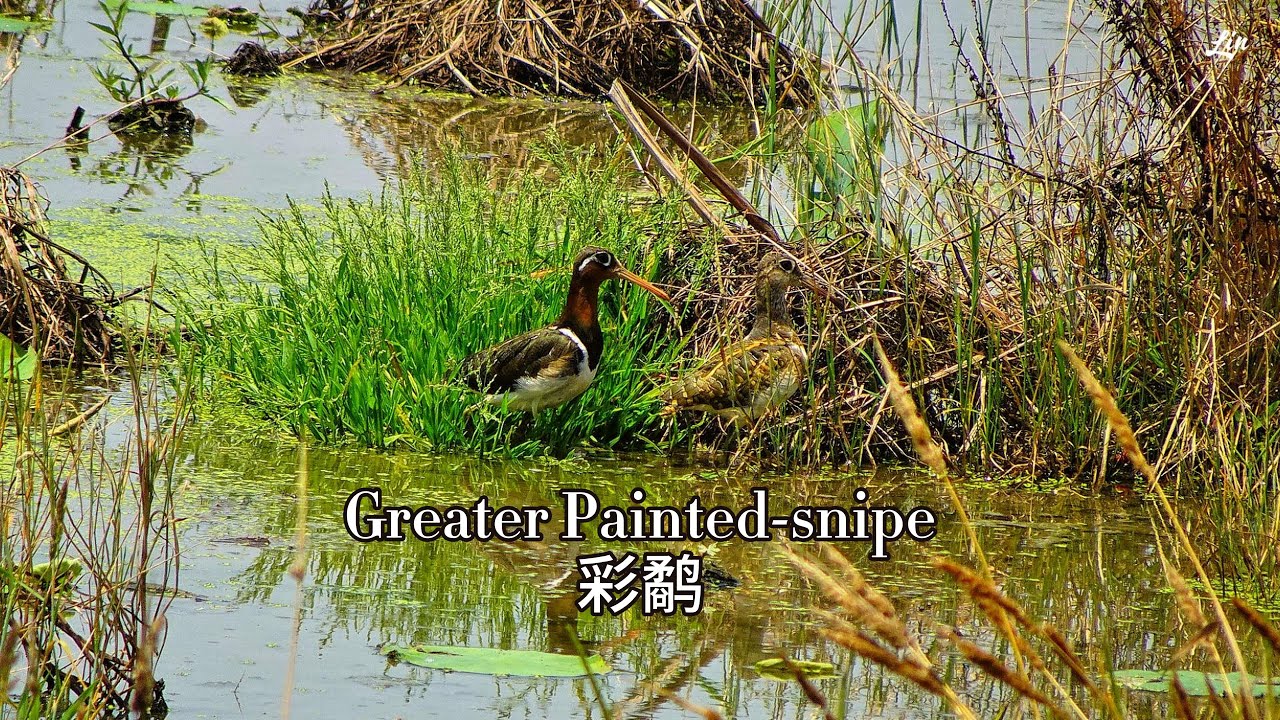 Greater Painted-snipe