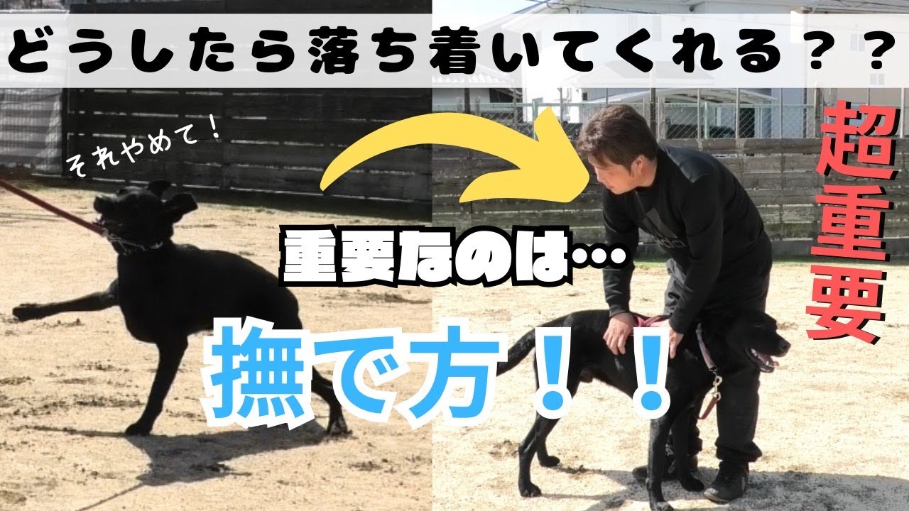 【#犬 #興奮】超重要！落ち着く犬を作るための動画　#いぬのしつけ#ラブラドール#興奮#犬#黒ラブ#落ち着く