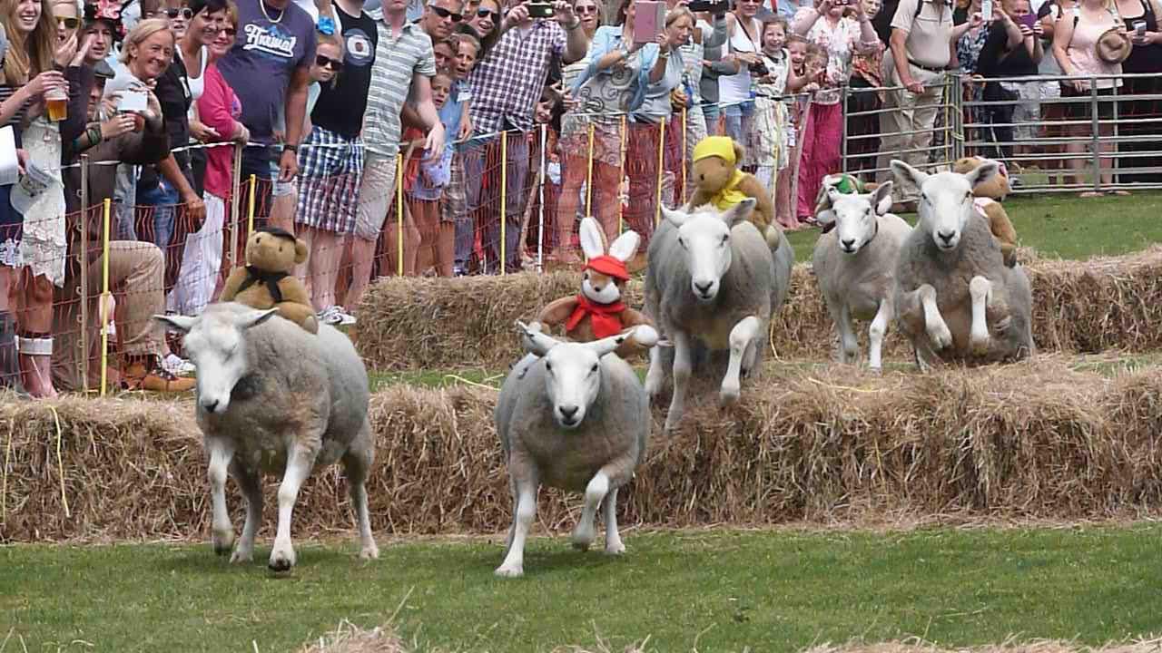 Sark Sheep Racing Weekend 2014
