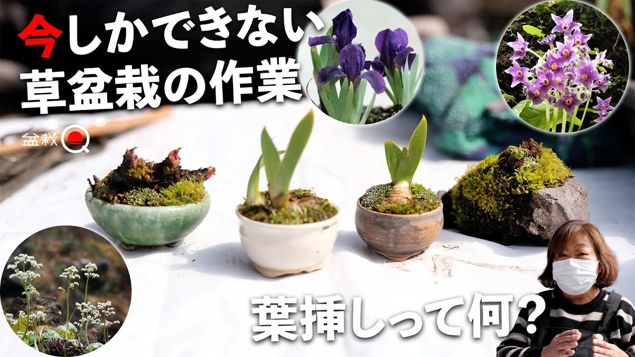 【草物盆栽】今しかできない山野草の作業！イワタバコ、タンチョウソウ、南京アヤメ【盆栽Q】