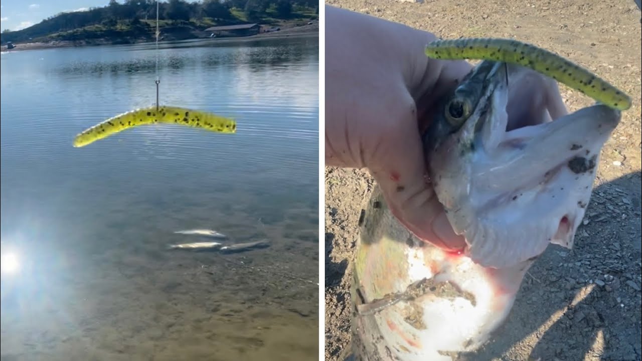 How to catch trout on senkos pt.1 (wacky rig) lake pardee trout fishing 2022