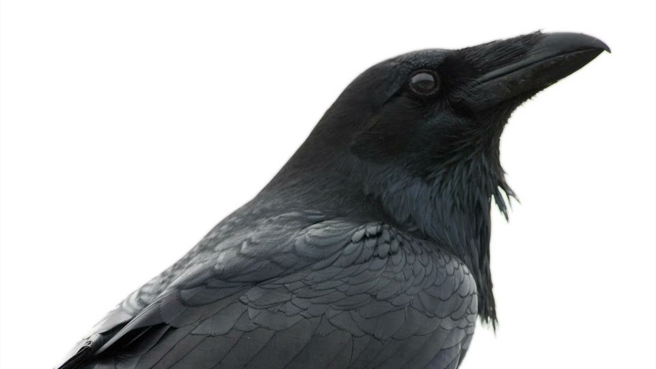 GRUMPY CROW - SAZZBAND