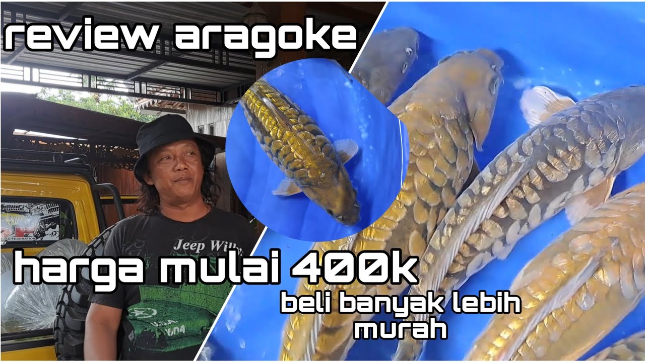 Review Aragoke racing | Putra Koi Farm Blitar