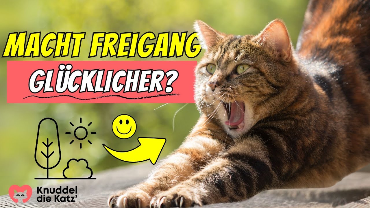 Sind Katzen mit Freigang wirklich gl&uuml;cklicher? 🐈