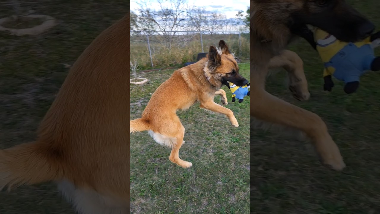 German Shepherd × Belgian Malinois mix playing 