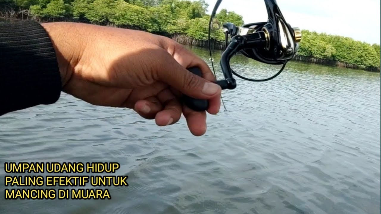 UDANG HIDUP ANDALAN PARA PEMANCING || mancing jenaha dengan teknik dasaran