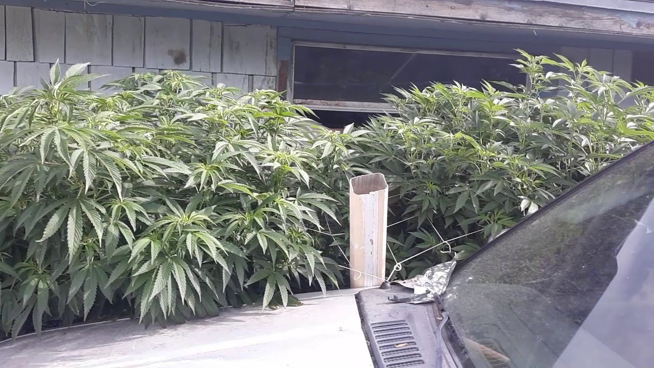 Outdoor cannabis grow 2019