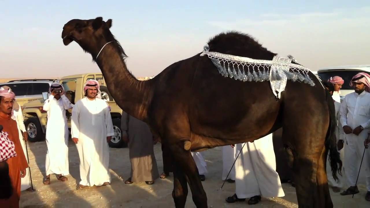 خنوف المالك/مرسل بن عظيمان ال جابر المري