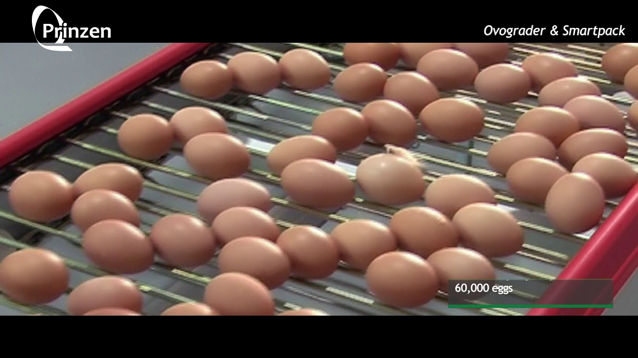 Vencomatic Group: Prinzen - Ovograder & Smartpack table eggs