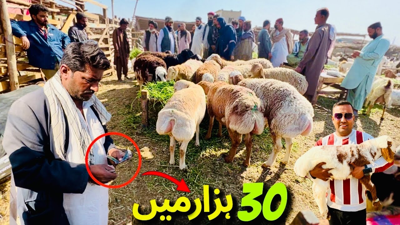 Cheapest Bakra Mandi In Karachi | Bhains Colony Bakra Mandi Latest Rates Update 5 February 2025