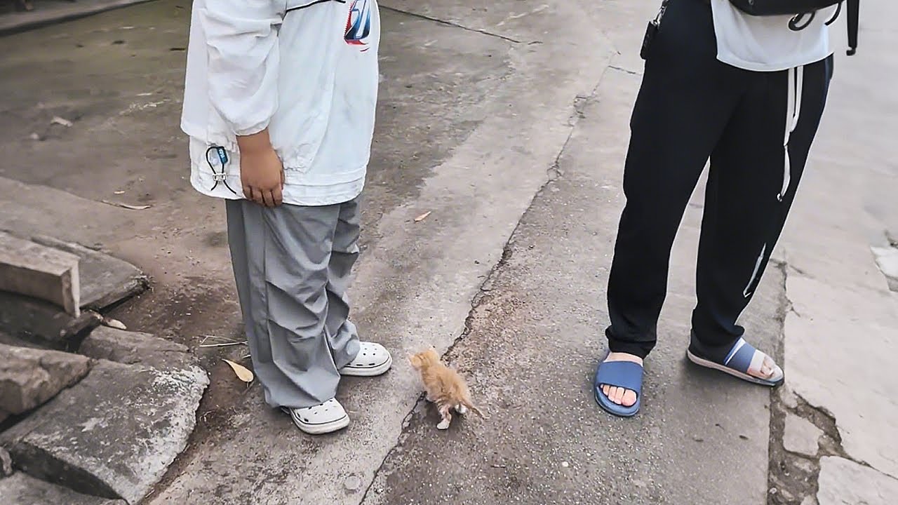 Из-за этого бездомного котенка мы с мужем чуть не поругались!
