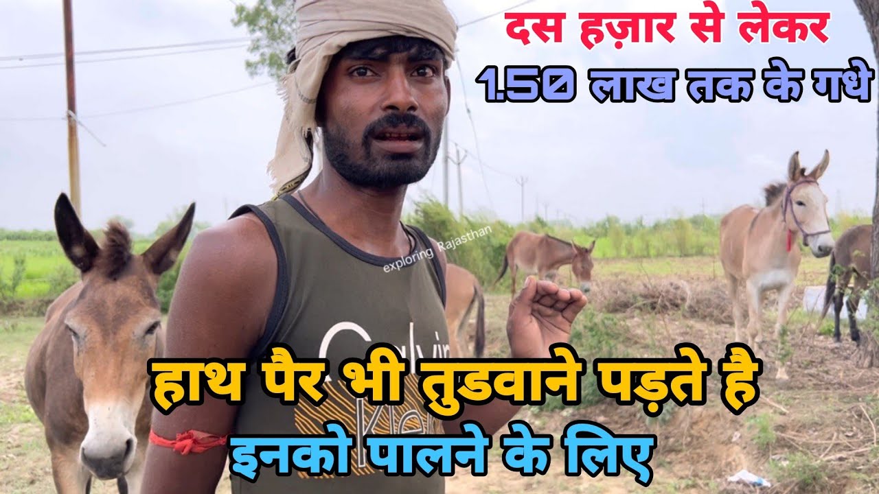 दुनिया के सबसे मेहनती खच्चर गधों का भाव Up के इस बाजार मे