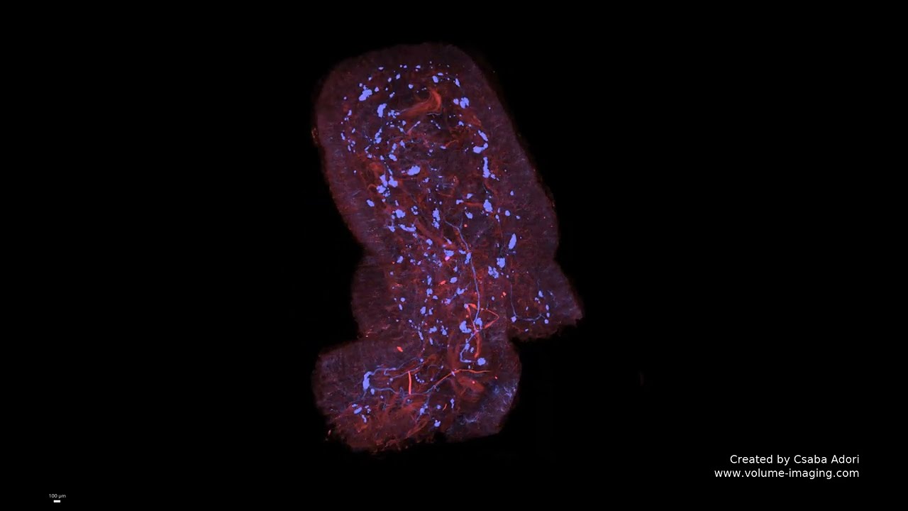 3D volume imaging - GUT AND ITS NERVOUS SYSTEM MOVIE 2