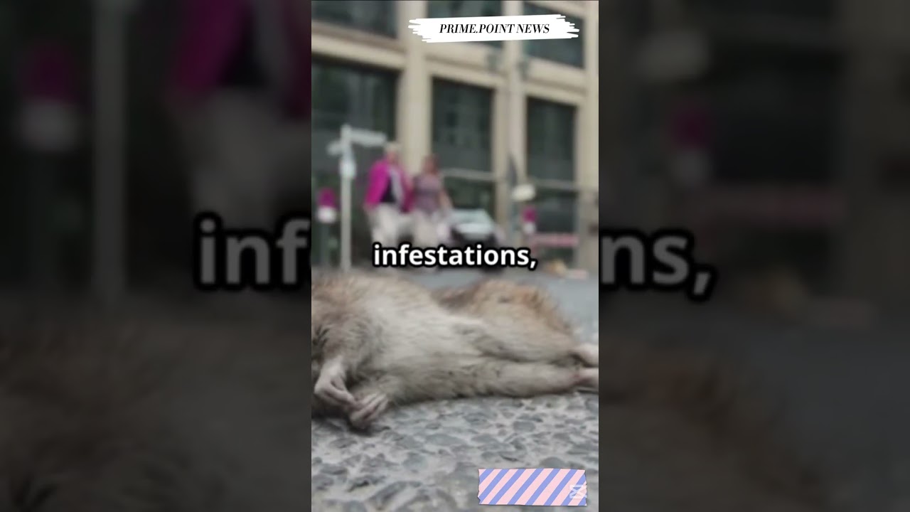 Birmingham's Trash Crisis: Rats Rule the Streets!  