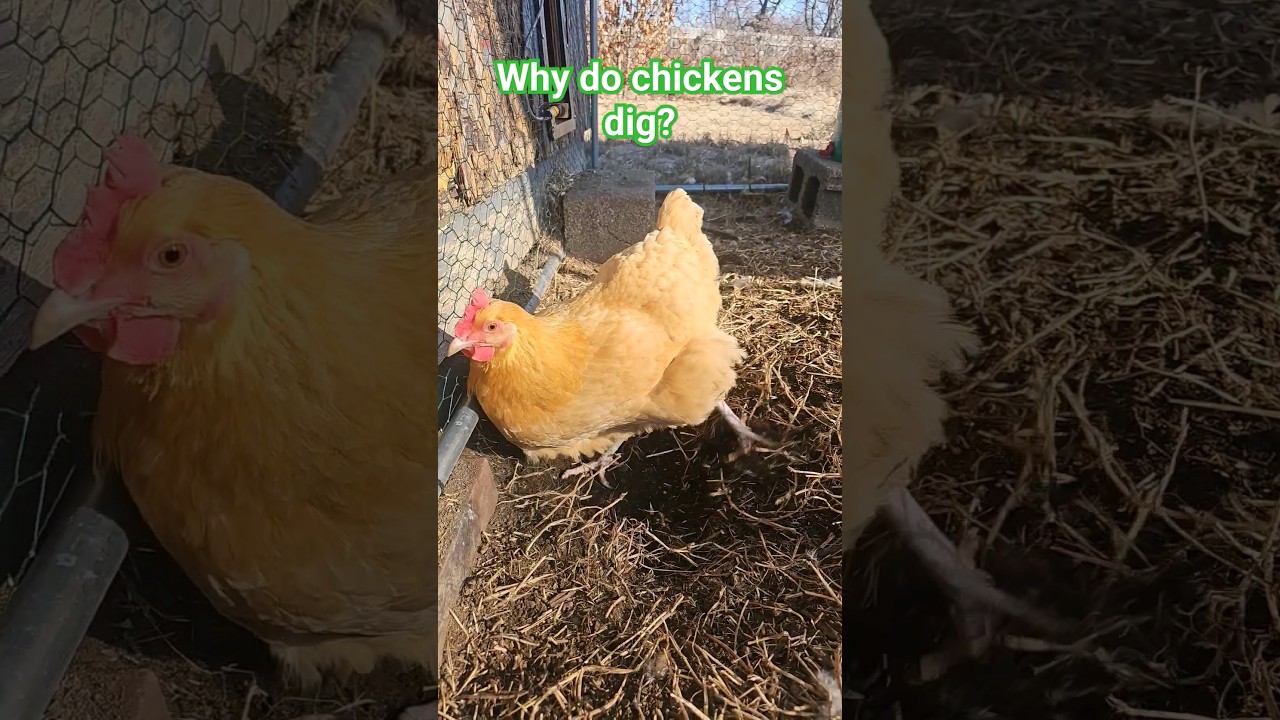 Learn why chickens love to DIG!