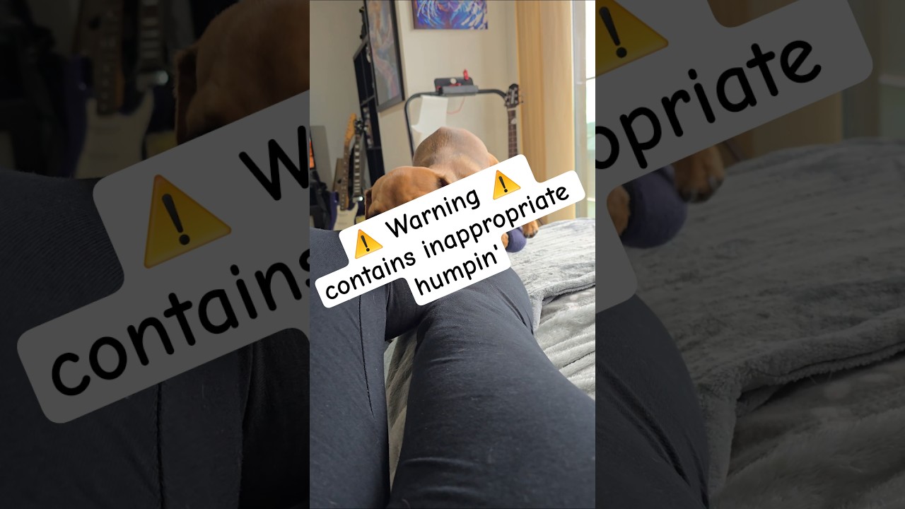 BANNED ON TIKTOK. Operation: Hump Everything