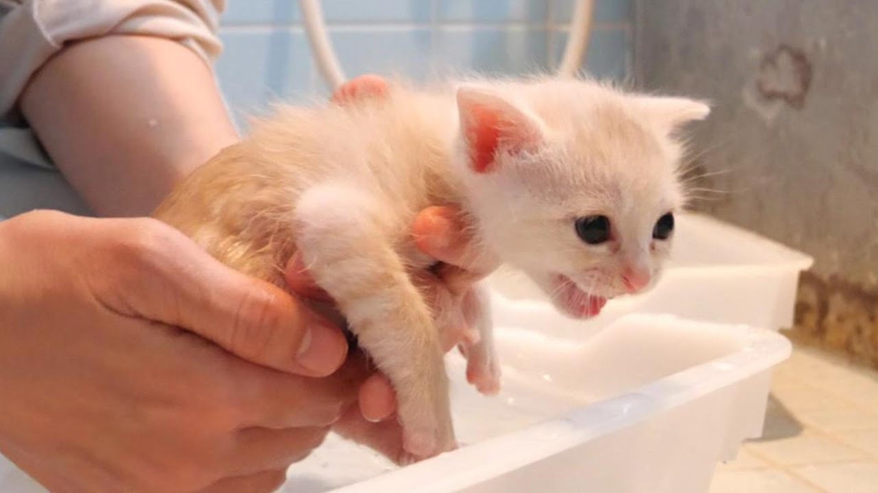Котенок, который плачет после мытья шампунем [котёнок, кот-спасатель]