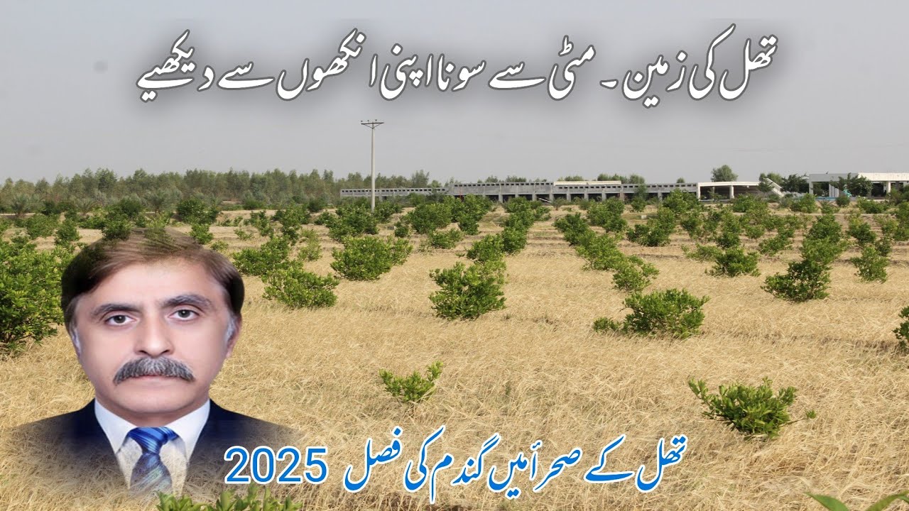 Thal main Gandum ki Fasal 2025 || تھل کی زرخیز زمین || Agricultural Land of Thal