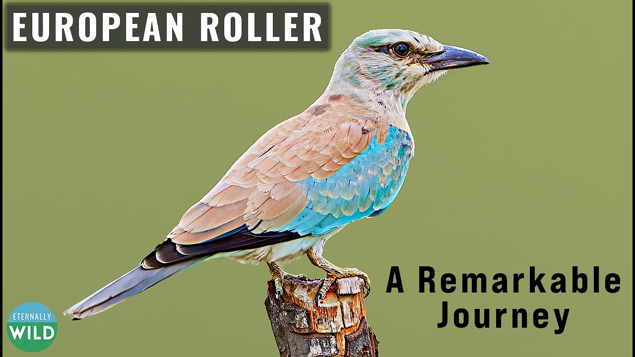 European Roller &ndash; Najlepszy odkrywca międzykontynentalny