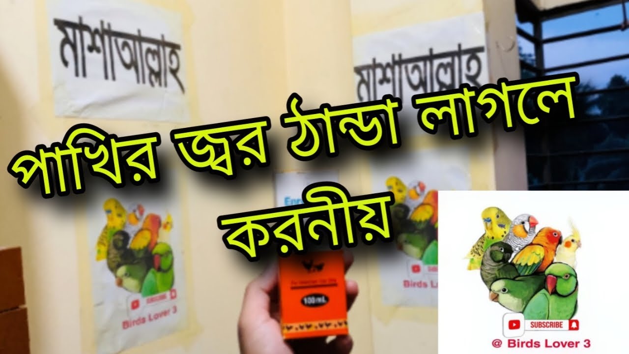পাখির জ্বর হলে করনীয় || পাখির ঠান্ডা লাগলে করনীয় || ককাটেল পাখির জ্বর || Bird Flu || বাজারিগার জ্বর