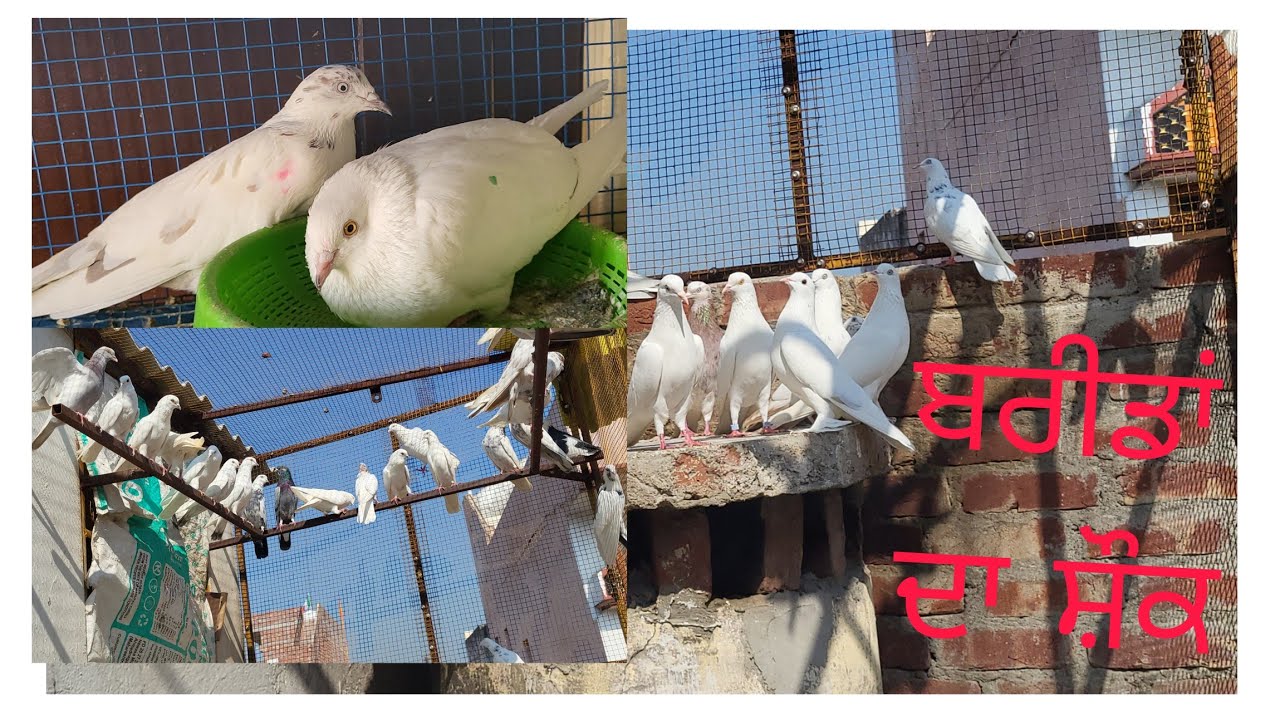 Part 2.. Amrit Usa te Telu Baghowal de kabooter.. ਅਮਿ੍ਤ ਯੂ ਐਸ ਏ ਤੇ ਤੇਲੂ ਬਾਗੋਵਾਲ..