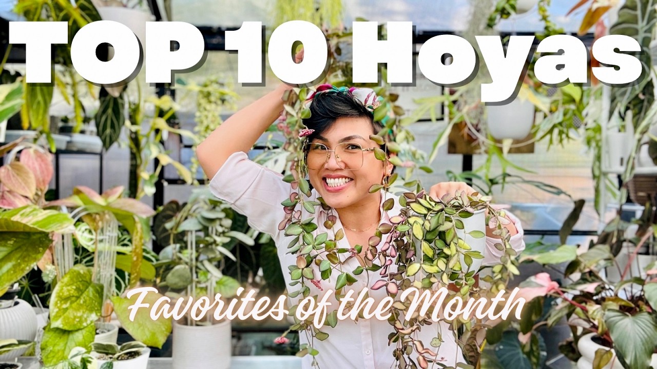 Top 10 Hoya Favorites of the Month | Growth Updates & Plant Journeys