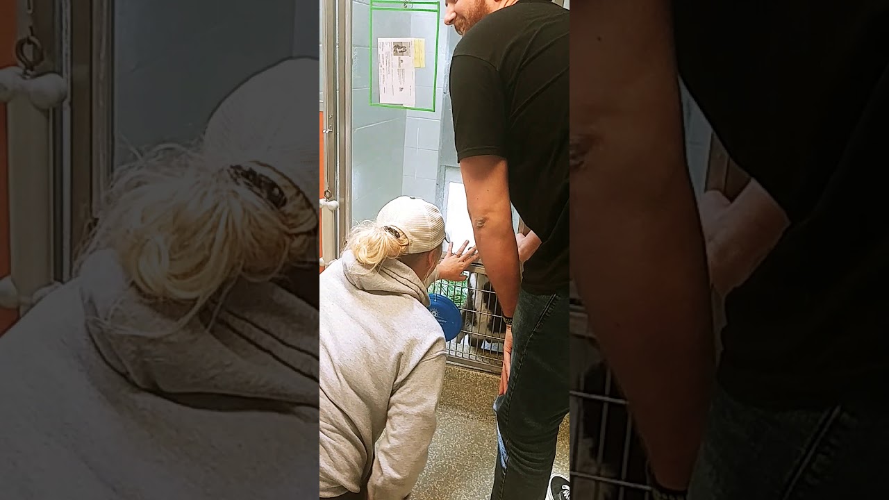 Savannah, GA Owner Reunited with Dog in Daytona Beach, FL