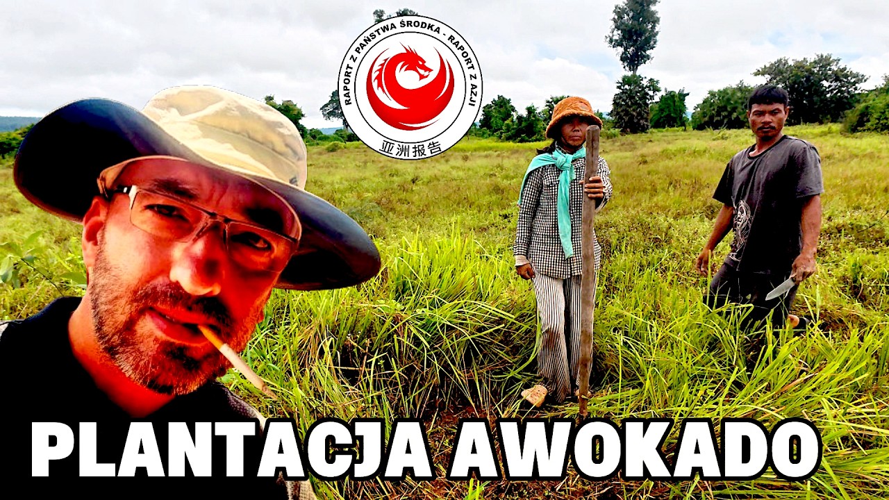 Moja plantacja awokado w Kambodży