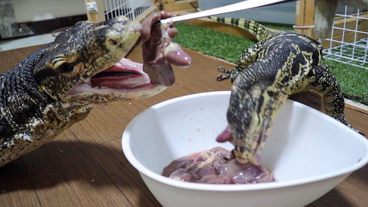 巨大トカゲ２匹に餌あげ！1kgの鶏肝をペロリと丸呑みにしていく！
