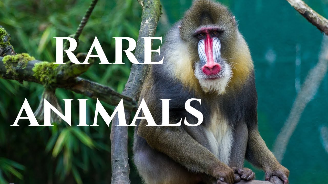 50 Rare Animals You’ve Never Heard Of | Most Mysterious Creatures on Earth