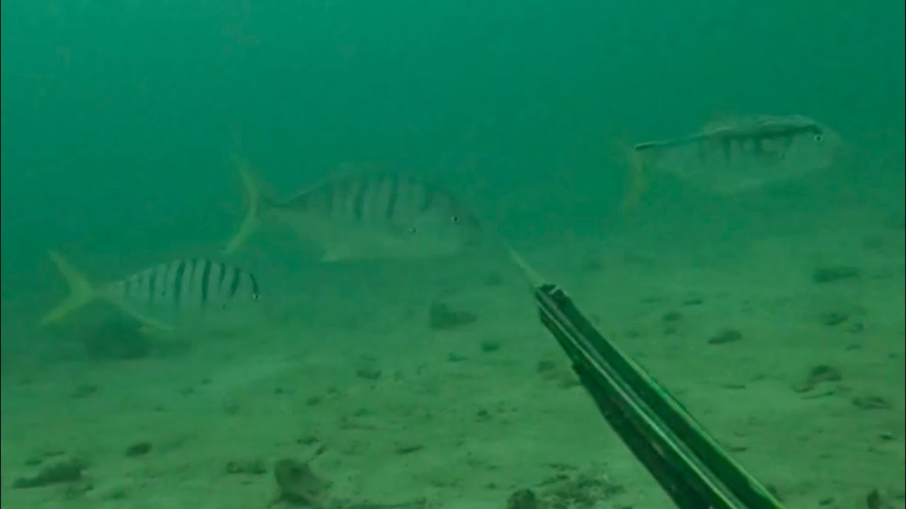 Hafday dive, Paldo😱 #spearfishing @Lefthandedbully-to4hg 130 carvon emvert
