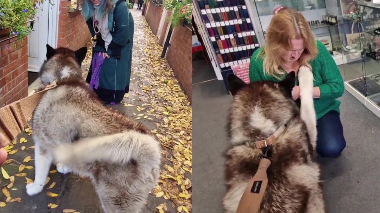 Husky LOVES The Ladies He Gets to Meet!